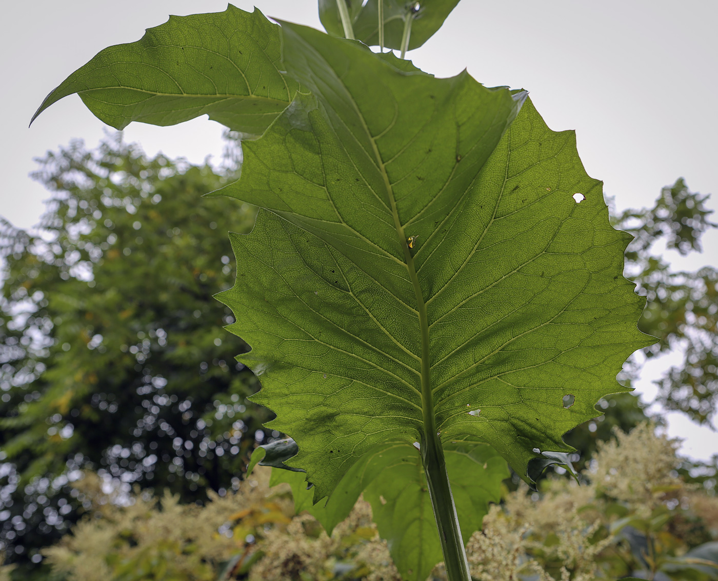 Изображение особи Silphium perfoliatum.