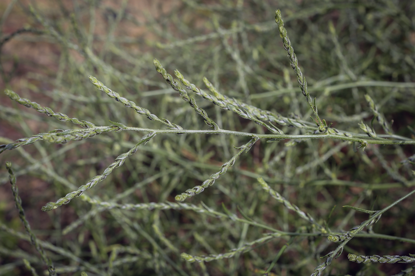 Image of Corispermum hyssopifolium specimen.