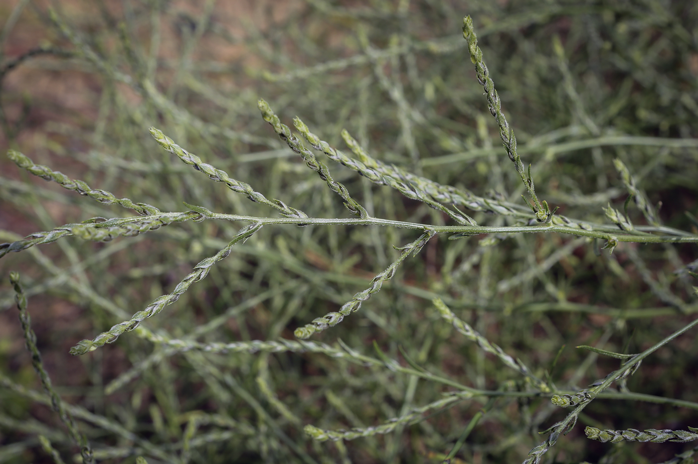 Image of Corispermum hyssopifolium specimen.