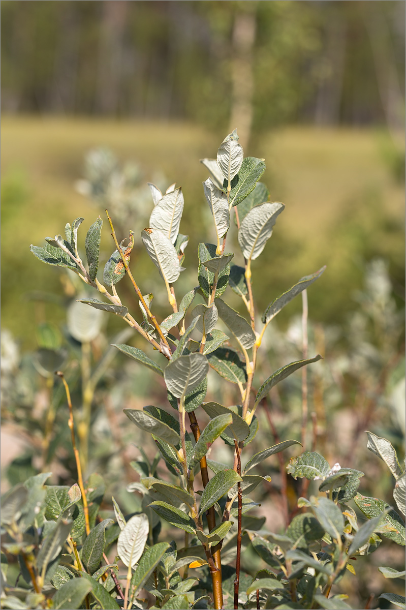 Image of Salix lapponum specimen.