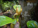 Artocarpus heterophyllus