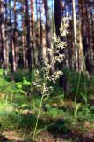 Calamagrostis arundinacea