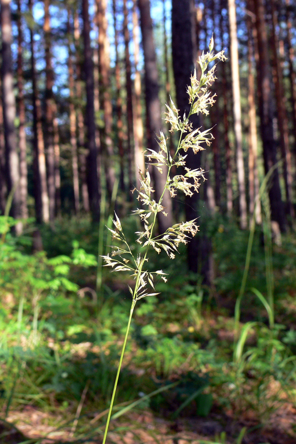 Изображение особи Calamagrostis arundinacea.