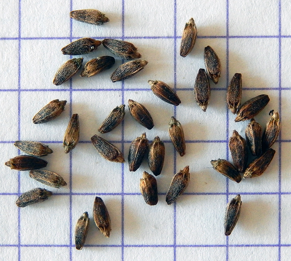 Image of Dipsacus pilosus specimen.
