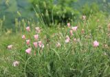 Convolvulus cantabrica