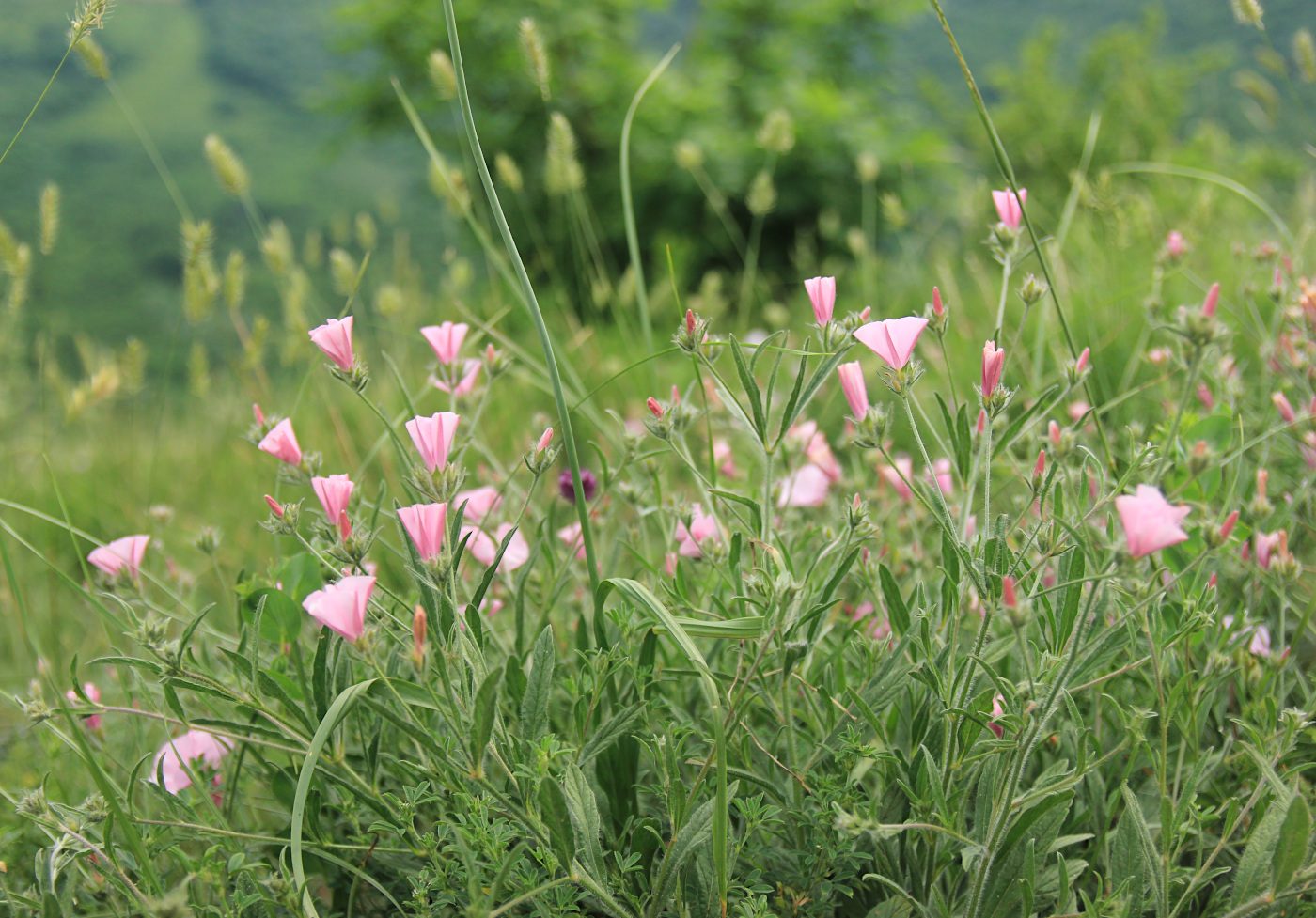 Image of Convolvulus cantabrica specimen.