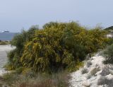 Acacia salicina