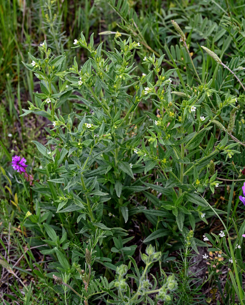 Изображение особи Lithospermum officinale.