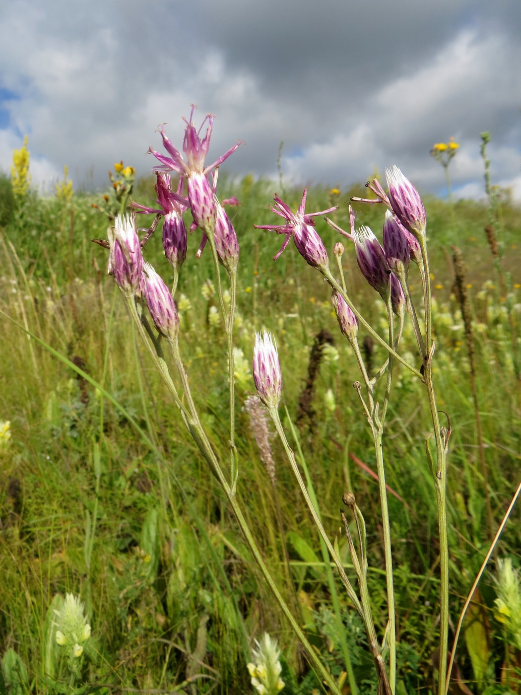 Image of Jurinea multiflora specimen.