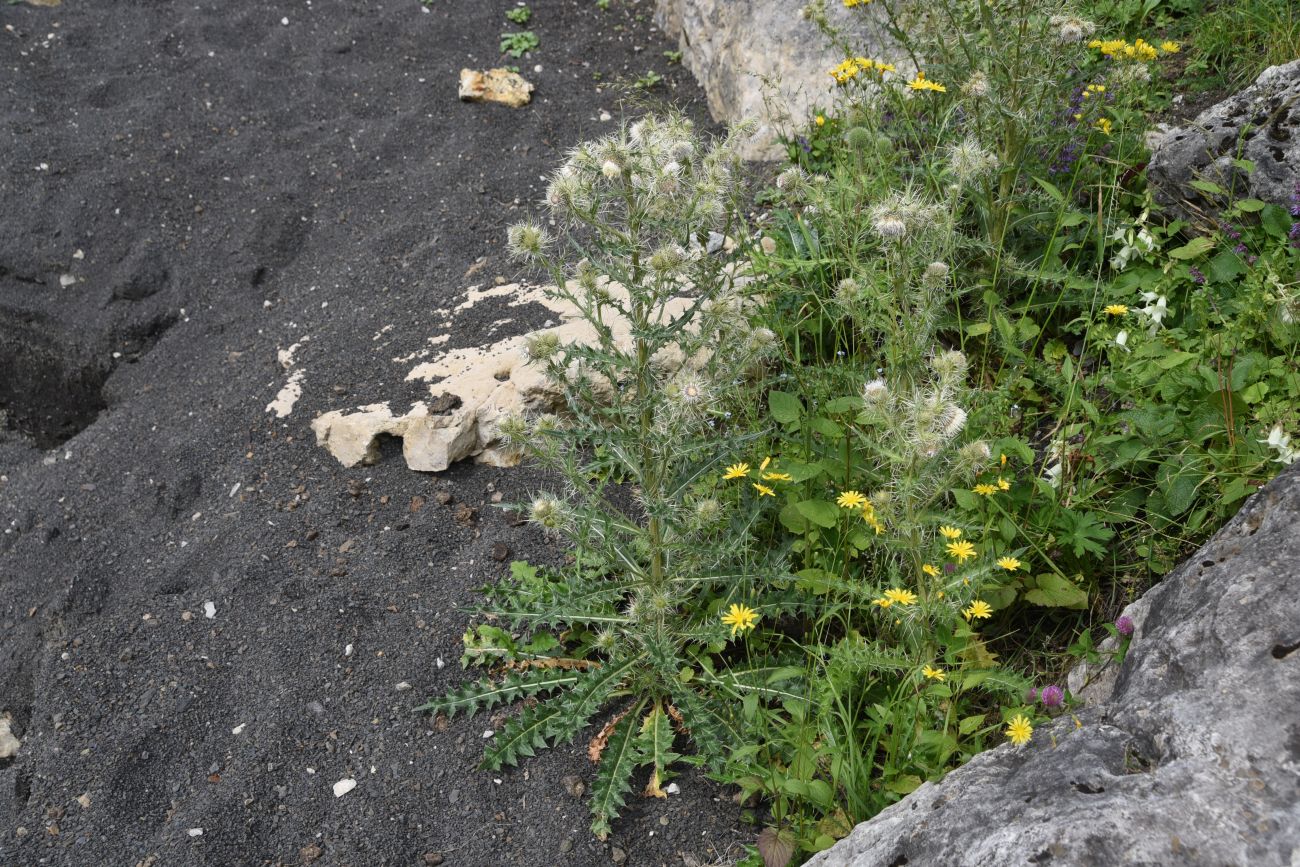 Изображение особи Cirsium echinus.