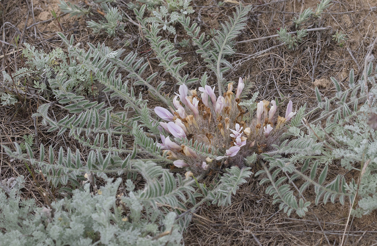 Image of Astragalus dolichophyllus specimen.