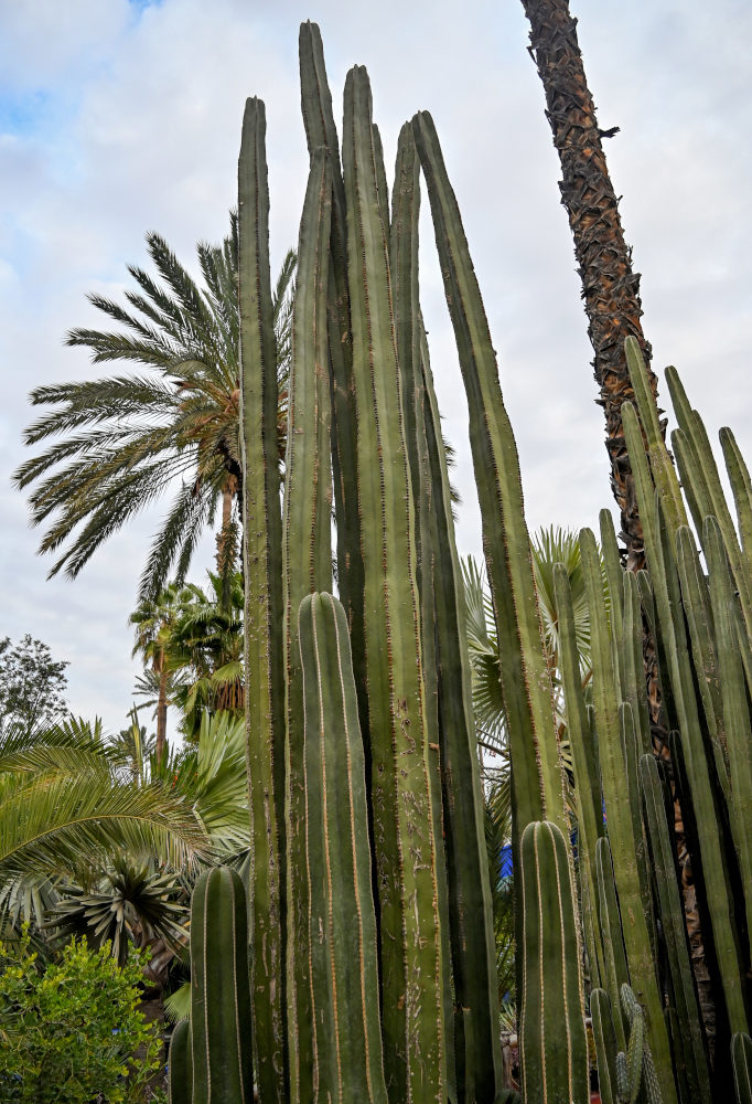 Image of Pachycereus marginatus specimen.