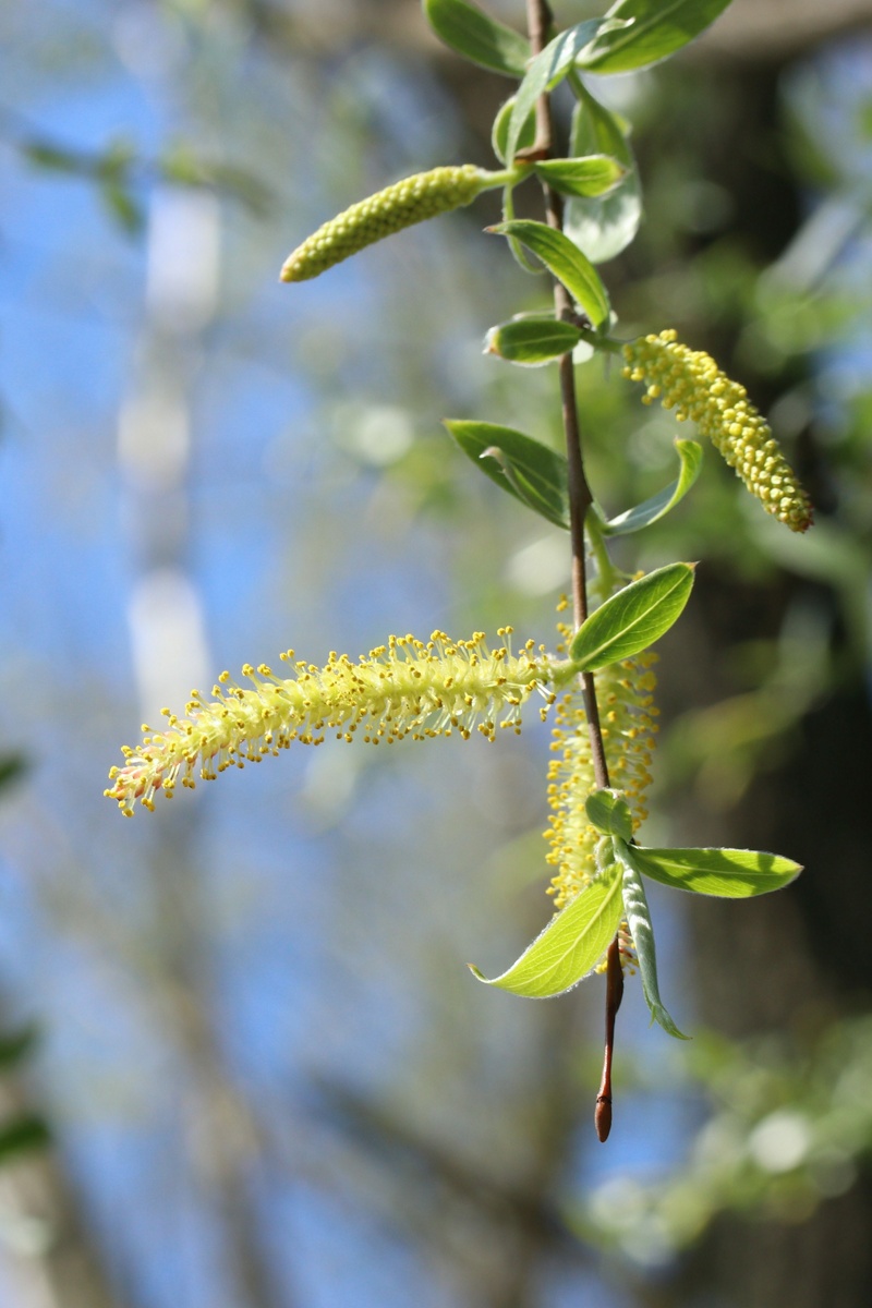 Image of Salix alba specimen.