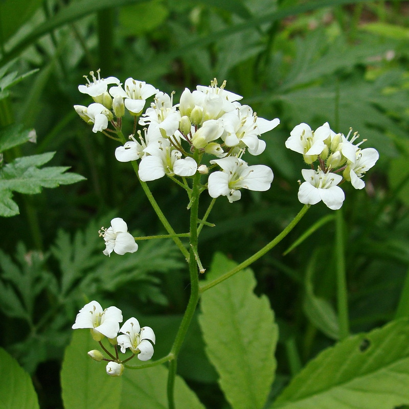 Image of Cardamine leucantha specimen.