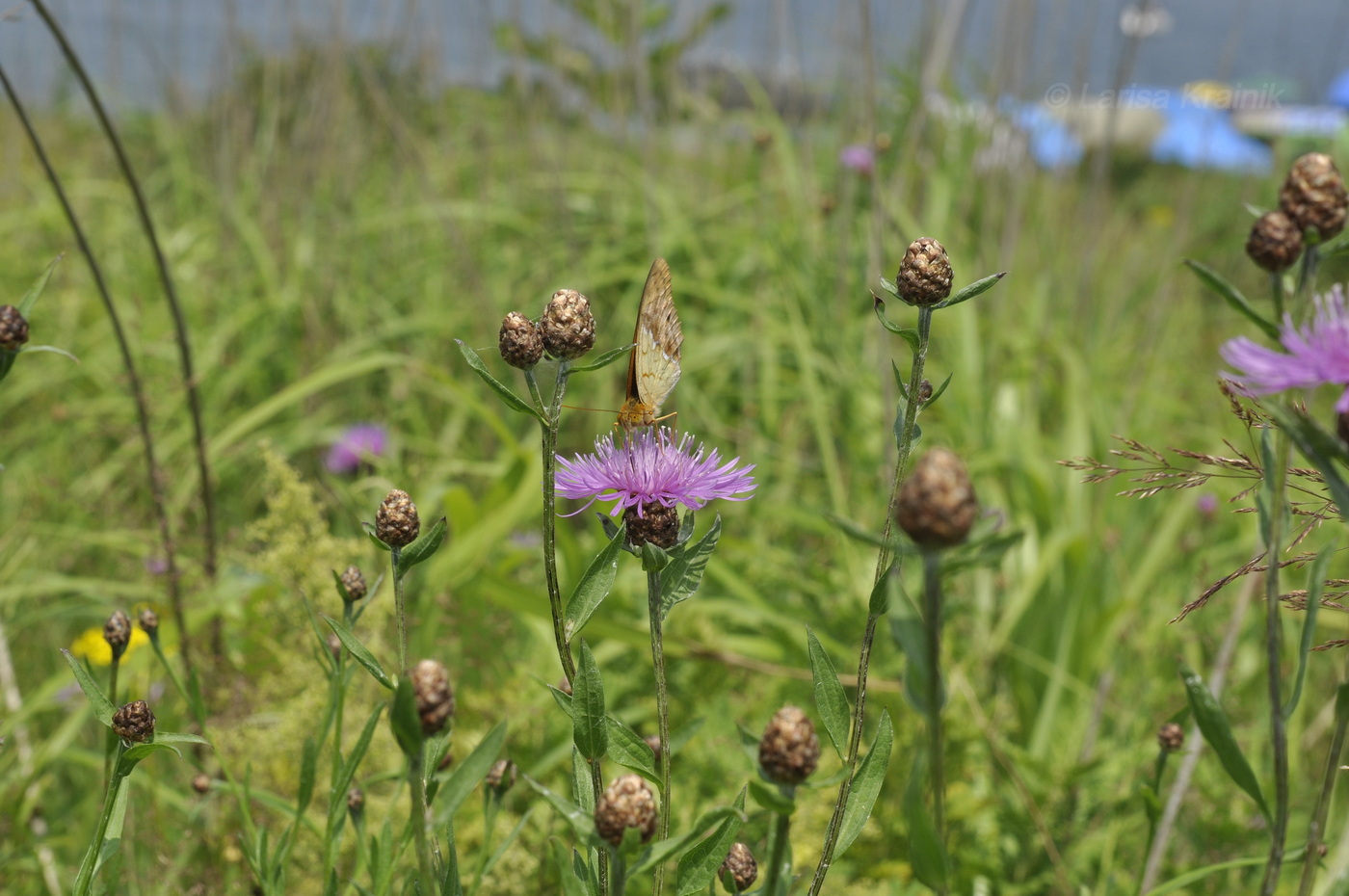 Изображение особи Centaurea jacea.
