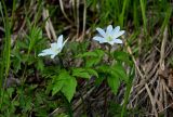 Anemone altaica