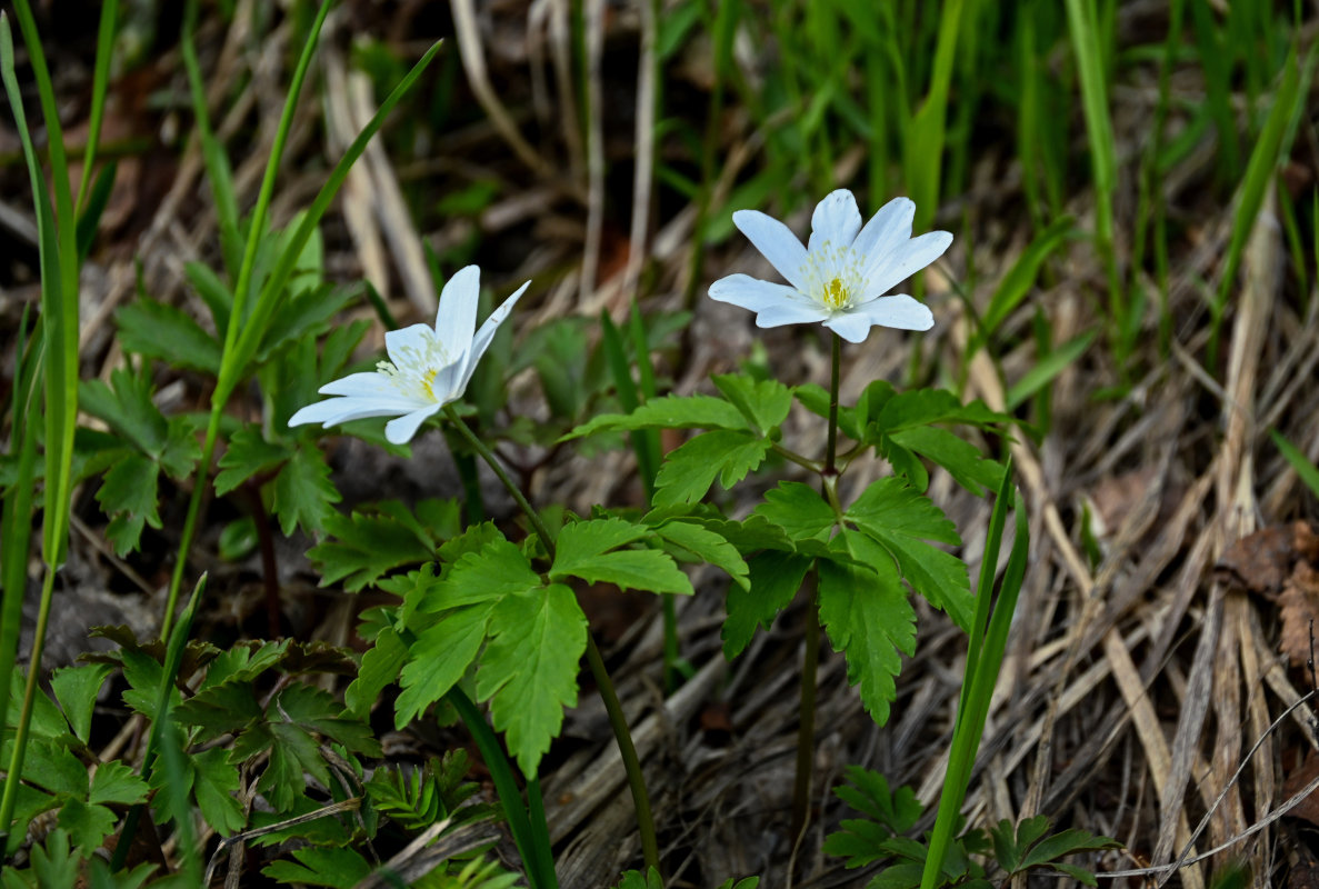 Изображение особи Anemone altaica.