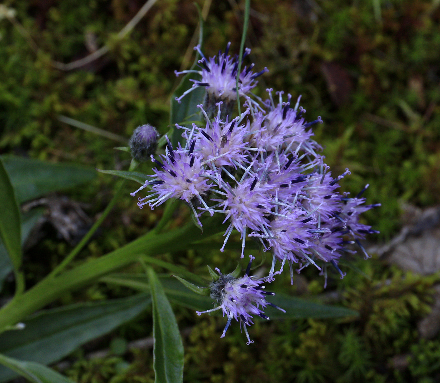 Image of genus Saussurea specimen.