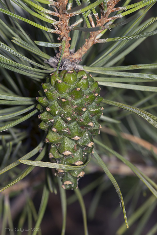 Image of Pinus sylvestris specimen.