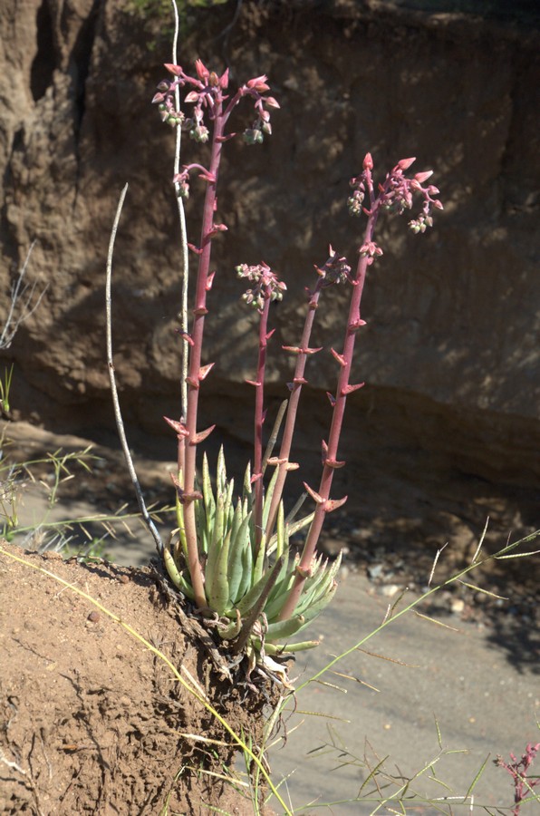 Изображение особи Dudleya attenuata.