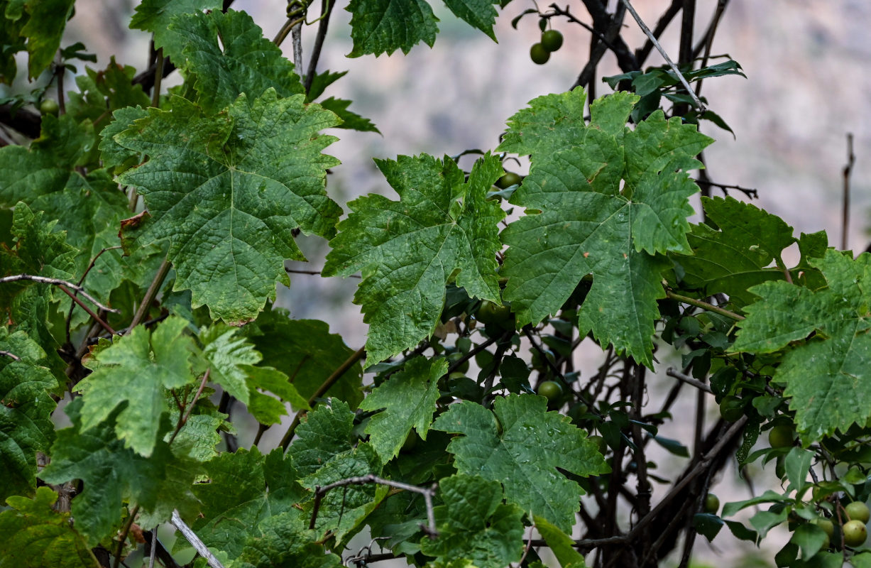 Image of genus Vitis specimen.