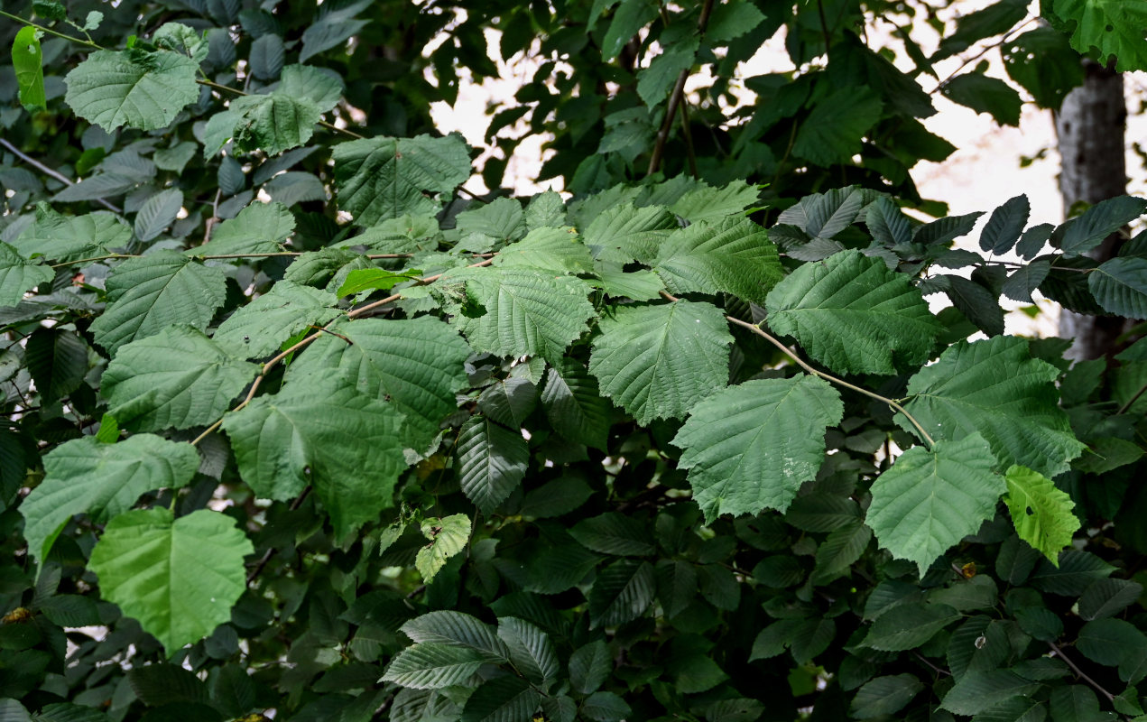 Image of Corylus avellana specimen.