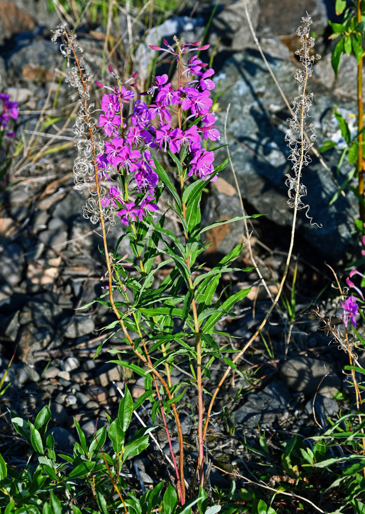 Image of Chamaenerion angustifolium specimen.