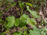 Ribes nigrum. Верхушка молодого побега. Тверская обл., Кимрский р-н, 1,5 км севернее СНТ \"Чайка\", смешанный лес. 10.05.2023.