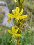 Asphodeline lutea. Часть соцветия с цветами и бутонами. Краснодарский край, городской округ Сочи, Адлерский р-н, окр. с. Казачий Брод, на краю обрыва. 17.04.2023.