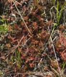 Drosera rotundifolia. Цветущие растения. Чувашия, Шемуршинский р-н, Национальный парк \"Чаваш вармане\". 23 июня 2010 г.