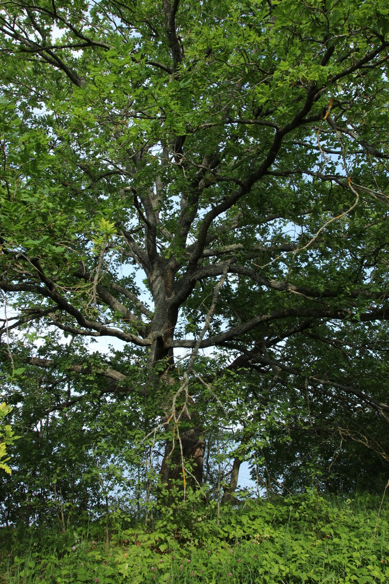 Image of Quercus robur specimen.