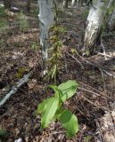 Epipactis helleborine