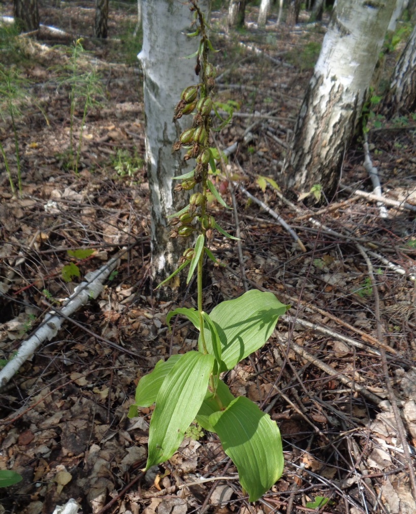 Изображение особи Epipactis helleborine.