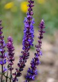 Salvia nemorosa. Соцветия. Армения, обл. Арагацотн, окр. с. Тегер, ≈ 1700 м н.у.м., каменистый участок лугового склона. 20.06.2022.