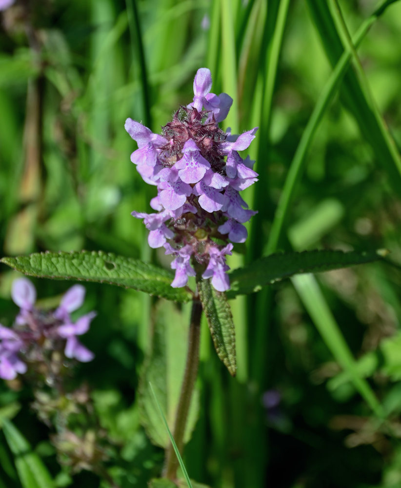 Изображение особи Stachys aspera.