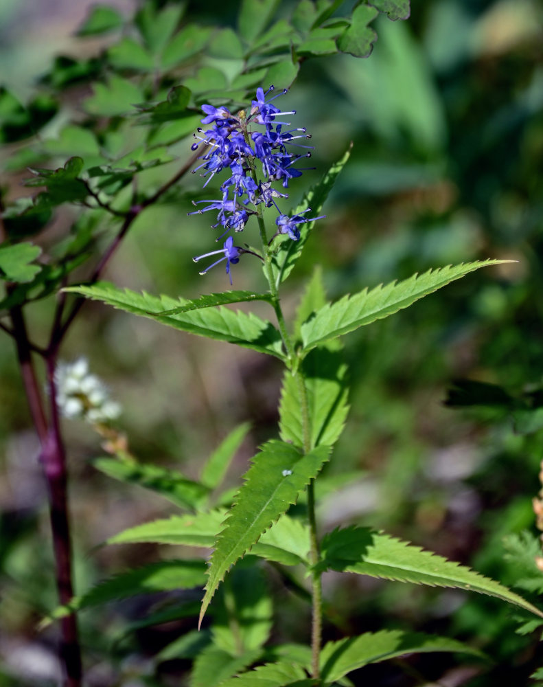 Image of Veronica longifolia specimen.