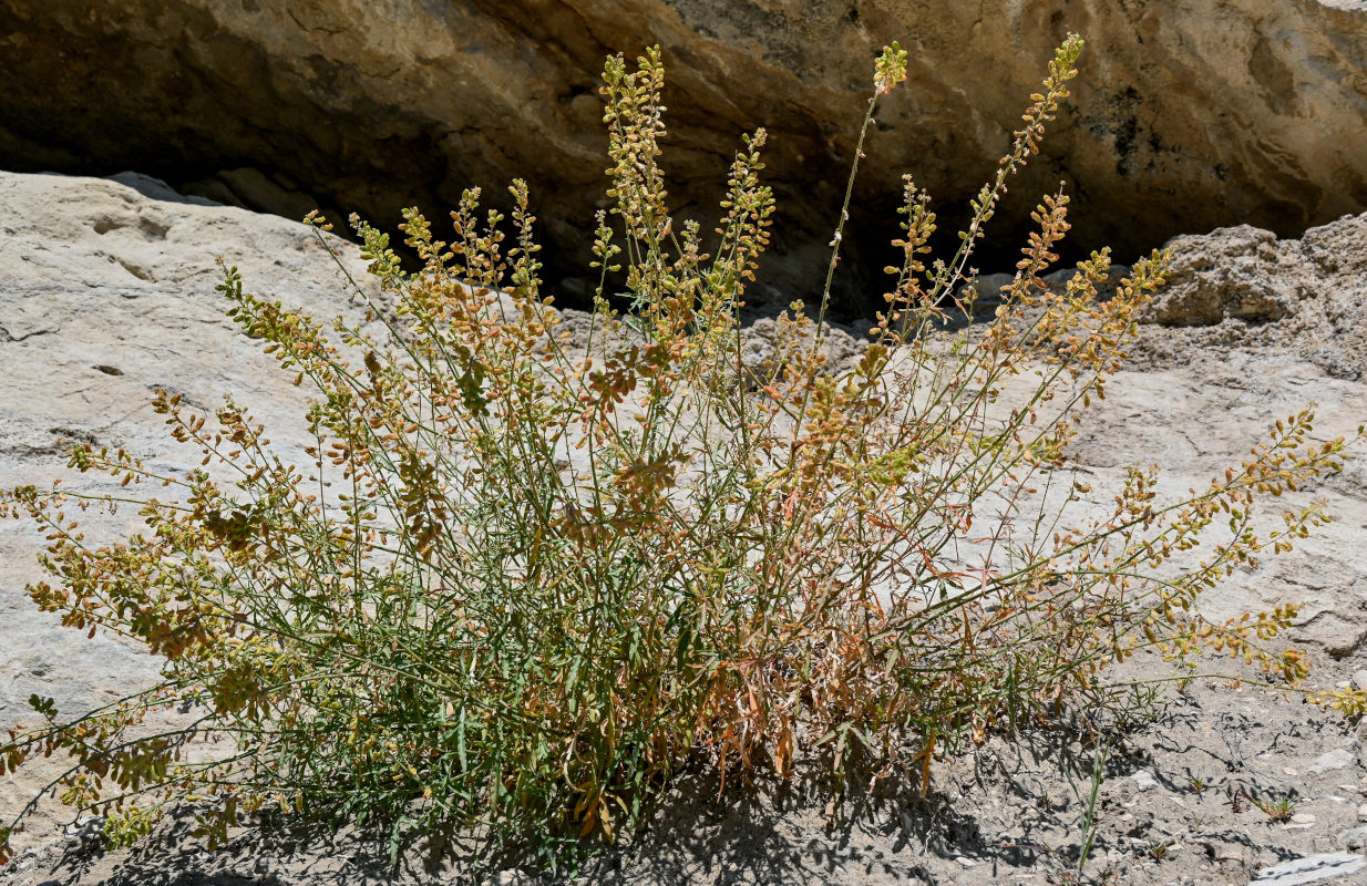 Изображение особи Reseda lutea.