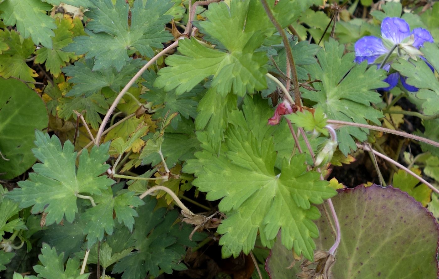 Image of Geranium himalayense specimen.