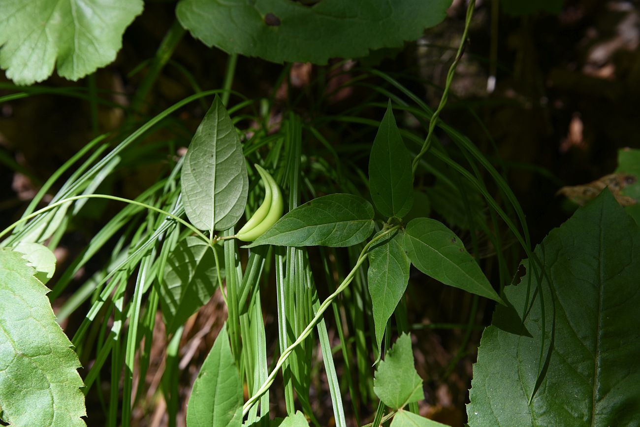 Image of genus Vincetoxicum specimen.