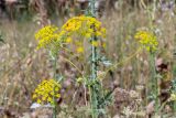 Ridolfia segetum. Верхушка цветущего растения с сидящими жуками. Израиль, лесопарк Шоам. 20.04.2024.