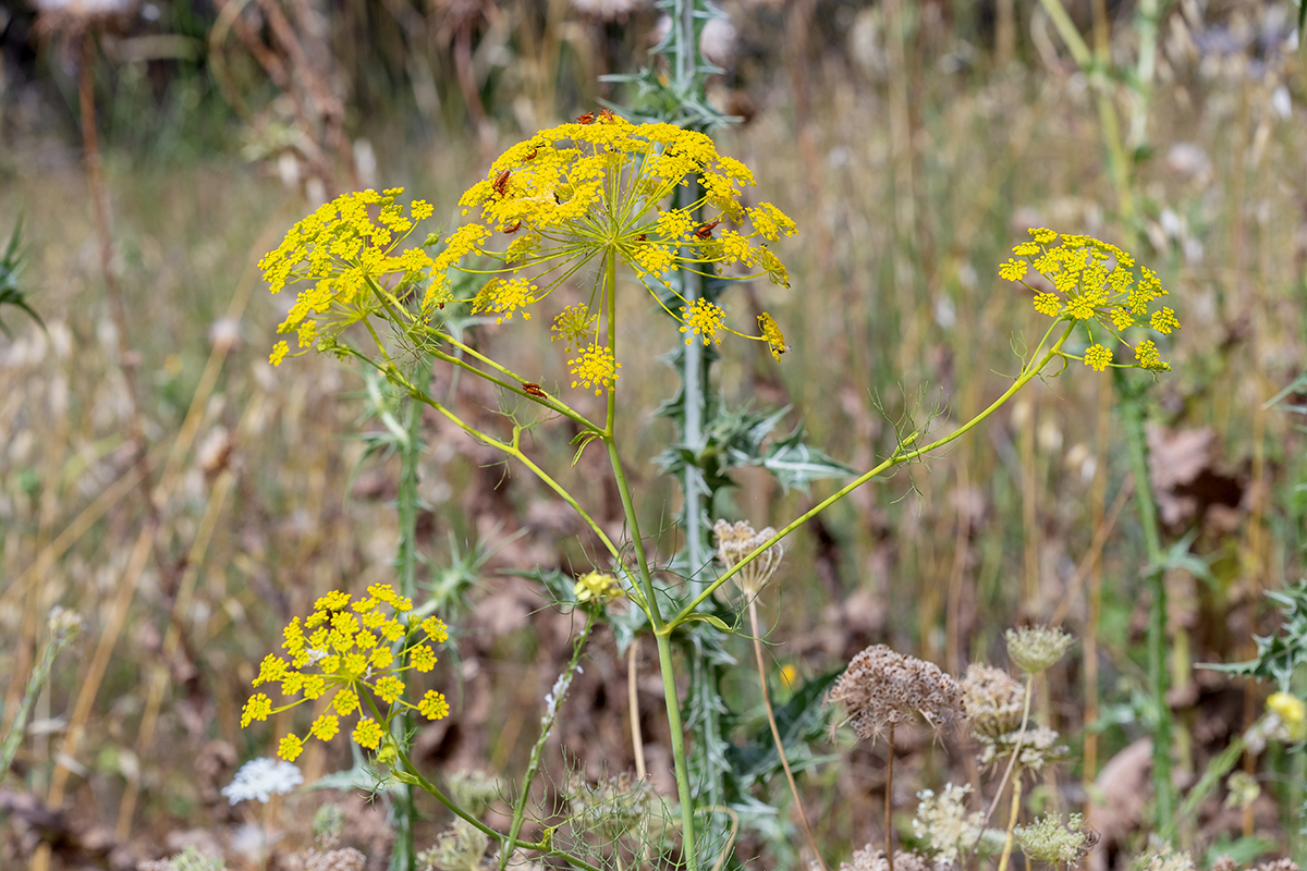 Image of Ridolfia segetum specimen.