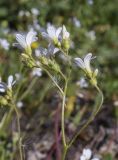 Saxifraga granulata. Верхушка побега с соцветиями с бутонами, цветущими и отцветшими цветками с налипшими паппусами одуванчика (Taraxacum). Испания, автономное сообщество Каталония, провинция Жирона, комарка Ла Гарроча, муниципалитет Сан-Фелиу-де-Пальеролс, 1050 м н.у.м., опушка буково-берёзового леса, разнотравное сообщество на уступе скалы. 19.04.2024.