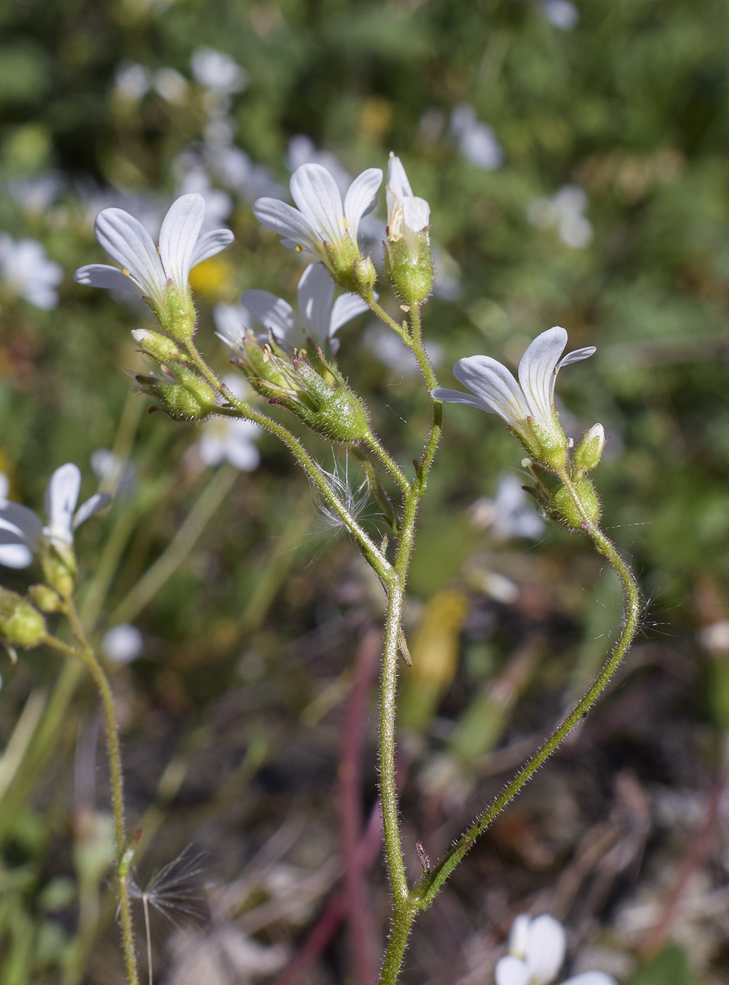 Image of Saxifraga granulata specimen.