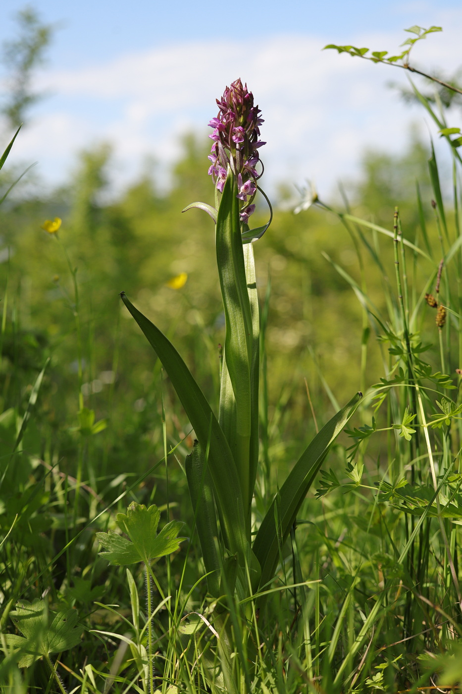Изображение особи Dactylorhiza incarnata.