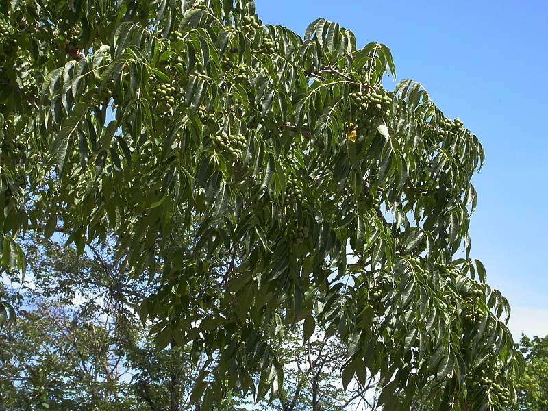 Image of Phellodendron amurense specimen.