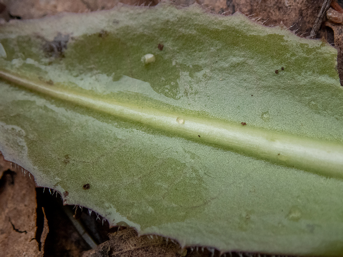 Изображение особи Trommsdorffia maculata.