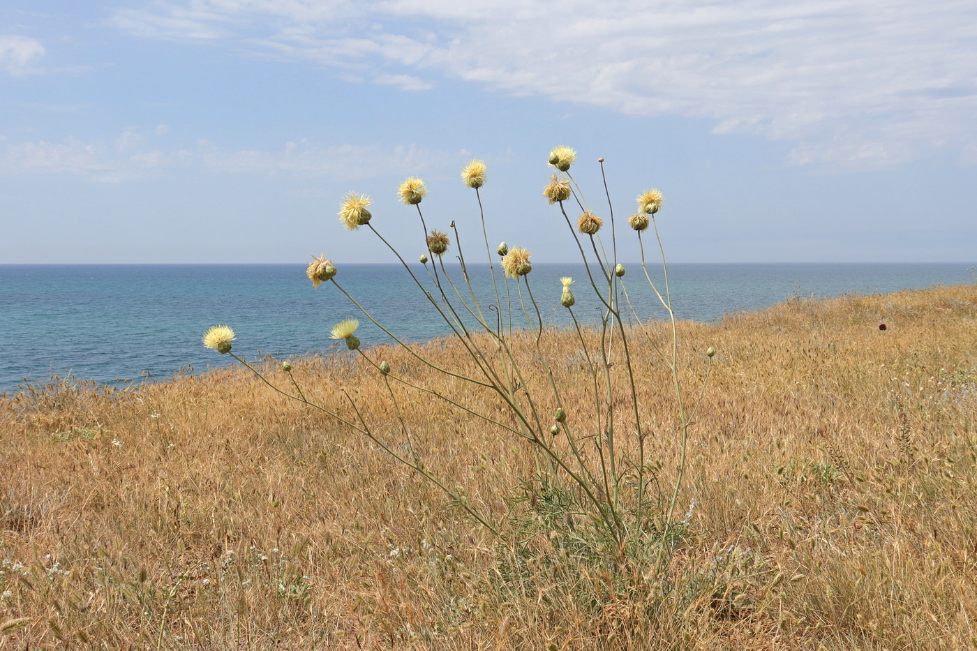Изображение особи Rhaponticoides taliewii.