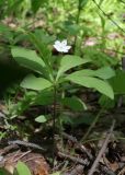 Trientalis europaea
