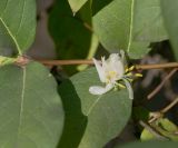 Lonicera fragrantissima