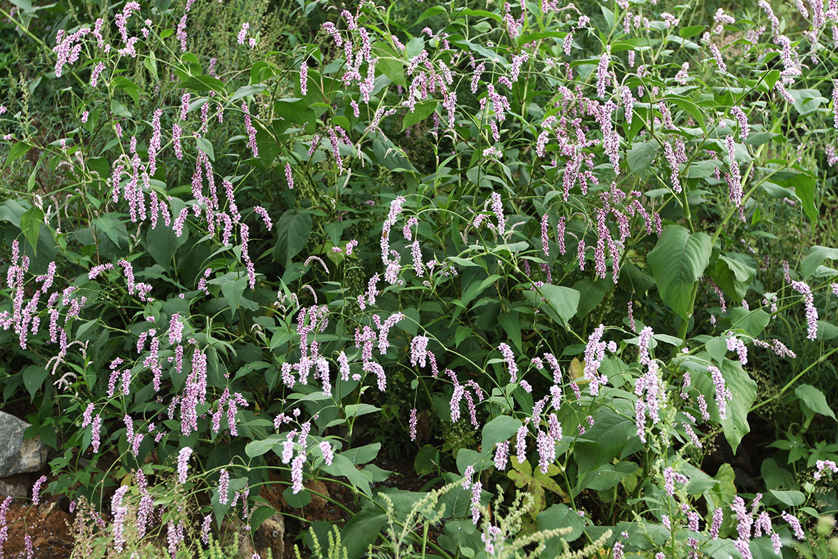 Image of Persicaria pilosa specimen.